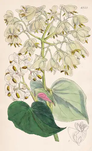 Begonia Wageneriana. Mr. Wagener's Begonia. Tab. 4988 - Venezuela / Pflanze Planzen plant plants / flower flow