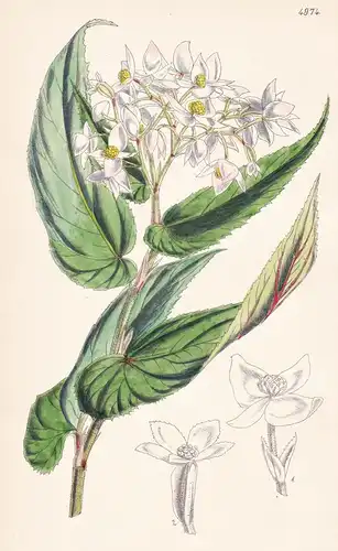 Begonia Microptera. Short-winged Begonia. Tab. 4974 - Borneo / Pflanze Planzen plant plants / flower flowers B