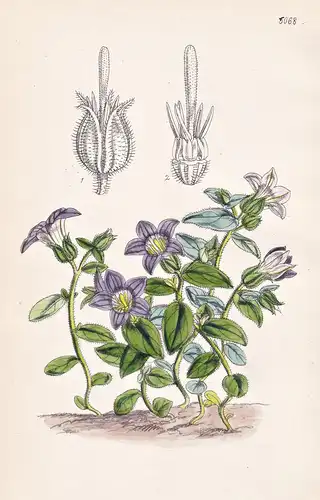 Campanula Strigosa. Strigose Bell-flower. Tab. 5068 - Syria Syrien / Pflanze Planzen plant plants / flower flo