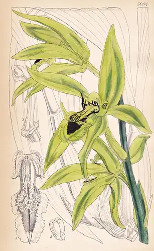 Coelogyne Pandurata. Pandurate Coelogyne. Tab. 5084 - Borneo / Orchidee orchid / Pflanze Planzen plant plants