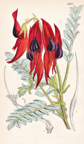 Clianthus Dampieri. Dampier's Clianthus. Tab. 5051 - New Zealand Neuseeland / Pflanze Planzen plant plants / f