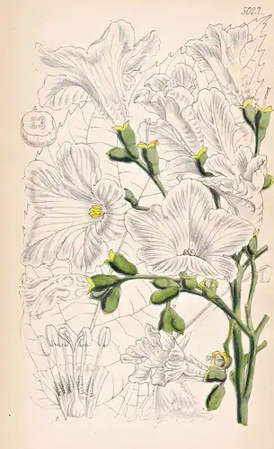 Cordia Ipomoeaeflora. Ipomoea-flowered Cordia. Tab. 5027 - Pflanze Planzen plant plants / flower flowers Blume
