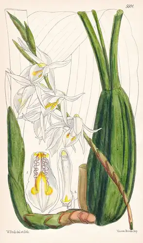 Coelogyne Elata. Tall Coelogyne. Tab. 5001 - Bhutan / Orchidee orchid / Pflanze Planzen plant plants / flower