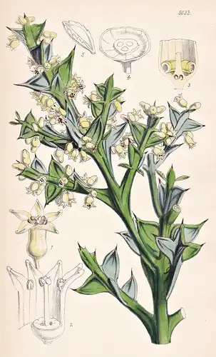 Colletia Cruciata. Cross-spined Colletia. Tab. 5033 - South America Südamerika / Pflanze Planzen plant plants
