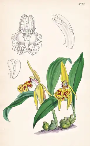 Coelogyne Schilleriana. Schiller's Coelogyne. Tab. 5072 - Asia Asien / Orchidee orchid / Pflanze Planzen plant