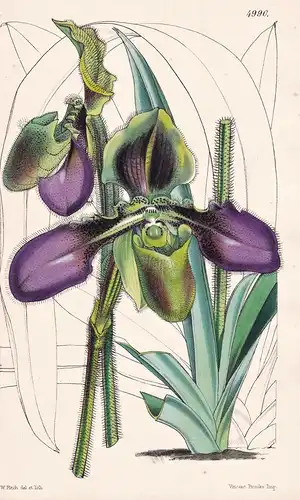 Cypripedium Hirsutissimum. Villous Lady's Slipper. Tab. 4990 - Java / Orchidee orchid / Pflanze Planzen plant