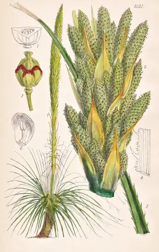 Dasylirium Acrotrichum. Bearded-leaved Dasylirium. Tab. 5030 - Mexico Mexiko / Pflanze Planzen plant plants /