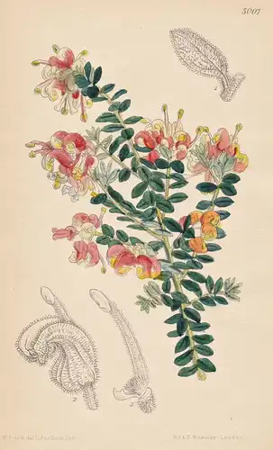 Grevillea Alpestris. Mountain Grevillea. Tab. 5007 - Australia Australien / Pflanze Planzen plant plants / flo