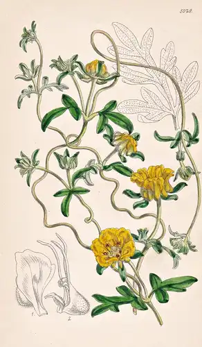 Grammatocarpus Volubilis. Twining Grammatocarpus. Tab. 5028 - Pflanze Planzen plant plants / flower flowers Bl