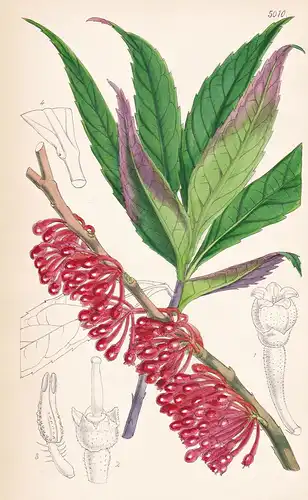 Epigynium Acuminatum, Klotzsch. Acuminate-leaved Epyginium. Tab. 5010 - Bangladesh Bangladesch / Pflanze Planz