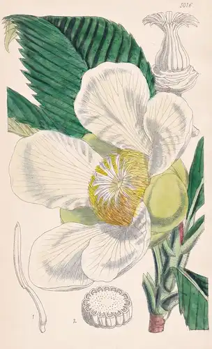 Dillenia Speciosa. Showy Dillenia. Tab. 5016 - India Indien / Pflanze Planzen plant plants / flower flowers Bl