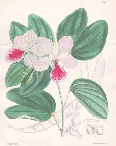 Bauhinia Variegeta. Native of the East Indies. Tab. 6818 - East Indies / Pflanze Planzen plant plants / flower