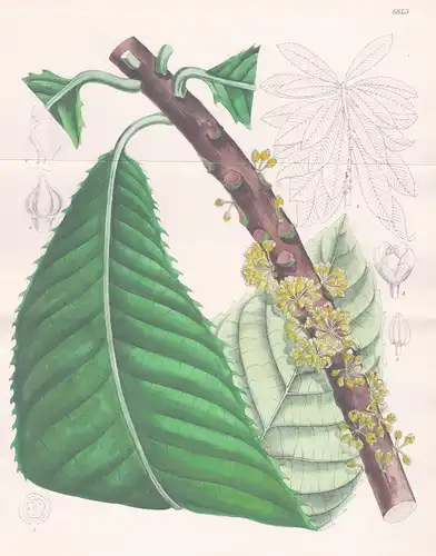 Chrysophyllum Imperiale. Native of Brazil. Tab. 6723 - Brasil Brazil Brasilien / Pflanze Planzen plant plants