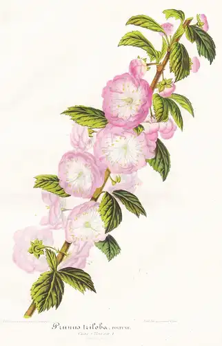 Prunus triloba - Mandelbäumchen flowering plum China Pflanze plant flower flowers Blume Blumen Botanik botany