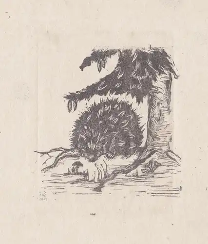 (Igel) - hedgehog / Berlin Zoo / Zoologie zoology / Tiere animals