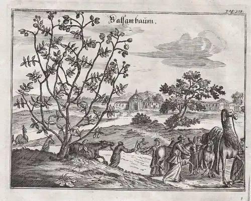 Balsambaum - Balsambaum Myroxylon / Orient Asia / Botanik botany botanical