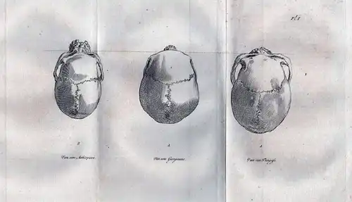 Van eene Aethiopinne ... Van eene Georgiaane ... - Schädel Skelett skeleton skull