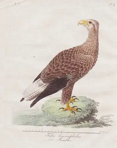 Falco leucocephalus / Der Seeadler - White-tailed eagle Seeadler Adler Vögel Vogel bird birds oiseaux Ornithol