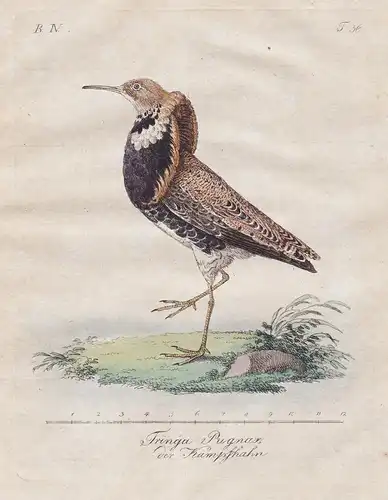 Tringa Pugnax / der Kampfhahn - Kampfläufer Ruff Vögel Vogel bird birds oiseaux Ornithology Ornithologie