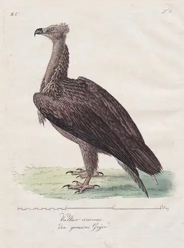 Vultur cinereus / der gemeine Geyer - vulture Geier Vögel Vogel bird birds oiseaux Ornithology Ornithologie