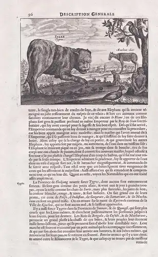 Tiger / Muskus-dier. - China Chinese Tiger / Zoologie zoology / Asia Asien