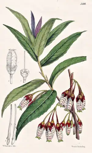 Pentapterygium Rugosum. Rugose Pentapterygium. Tab. 5198 - India Indien / Pflanze Planzen plant plants / flowe