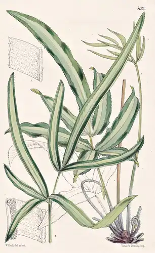 Pteris Cretica, L. Cretan Pteris. Tab. 5194 - Pflanze Planzen plant plants / flower flowers Blume Blumen / bot