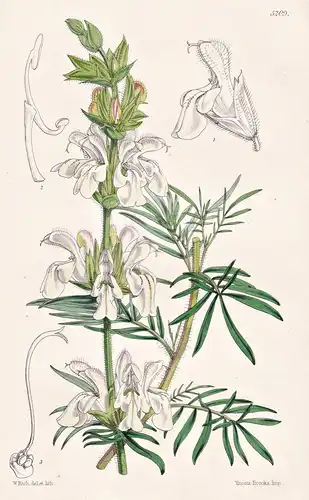 Salvia Scabiosaefolia. Scabious-leaved Sage. Tab. 5209 - Crimea Krim / Pflanze Planzen plant plants / flower f
