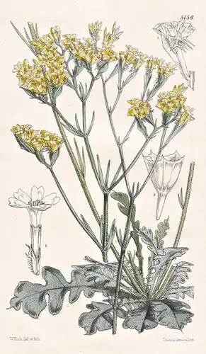 Statice Bonduelli. Bonduelle's Statice. Tab. 5158 - Africa Afrika / Pflanze Planzen plant plants / flower flow