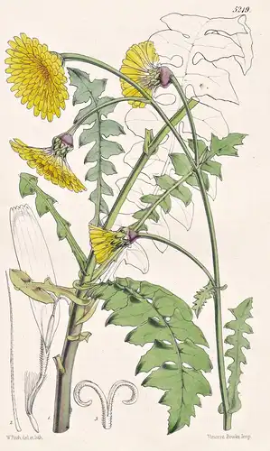 Sonchus Gummifer. Gum-bearing Sow-thistle. Tab. 5219 - Canary Islands Kanarische Inseln / Pflanze Planzen plan