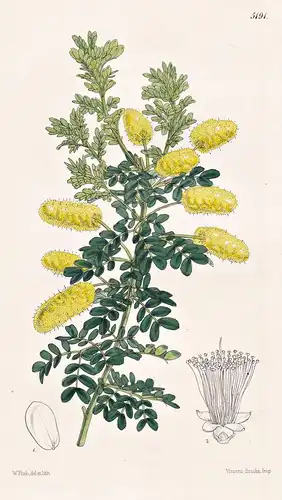 Acacia Drummondii. Drummond's Acacia. Tab. 5191 - Pflanze Planzen plant plants / flower flowers Blume Blumen /