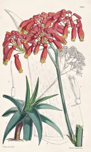 Aloe Albo-Cincta. White-margined Aloe. Tab. 5210 -  Pflanze Planzen plant plants / flower flowers Blume Blumen