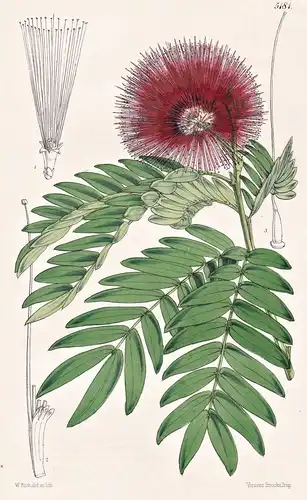 Calliandra Haematocephala. Red-headed Calliandra. Tab. 5181 - Pflanze Planzen plant plants / flower flowers Bl
