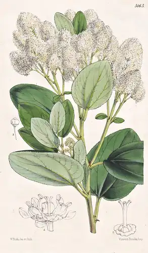Ceanothus Velutinus. Velvety Ceanonthus. Tab. 5165 - North Africa Nordafrika / Pflanze Planzen plant plants /