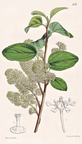 Ceanothus Oreganus. Oregon Ceanothus. Tab. 5177 - North America Nordamerika / Pflanze Planzen plant plants / f