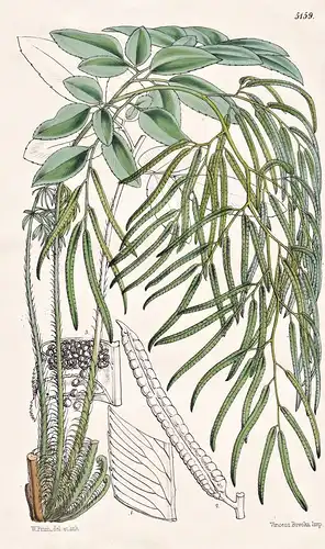 Llavea Cordifolia. Cordate-leaved Llavea. Tab. 5159 - Mexico Mexiko / Pflanze Planzen plant plants / flower fl