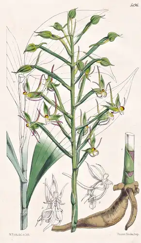 Habenaria Salaccensis. Salakian Habenaria. Tab. 5196 - Java / Pflanze Planzen plant plants / flower flowers Bl