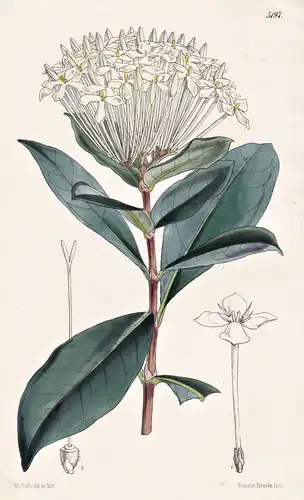 Ixora Jucunda. Mr. Thwaites's Ixora. Tab. 5197 - Asia Asien / Pflanze Planzen plant plants / flower flowers Bl