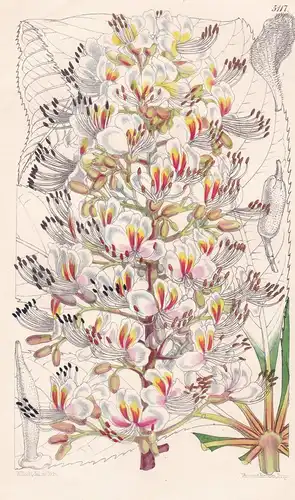 Aesculus Indica. Indian Horse-chestnut. Tab. 5117 - India Indien / Pflanze Planzen plant plants / flower flowe