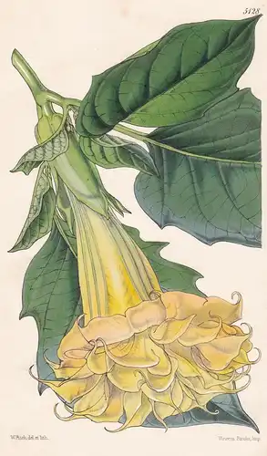 Datura Chlorantha; flore pleno. Yellow-flowered Thorn-Apple; double-flowered. Tab. 5128 - Australia Australien