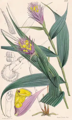 Evelyna Carvata. Aublet's Evelyna. Tab. 5141 - Peru / Orchidee orchid / Pflanze Planzen plant plants / flower