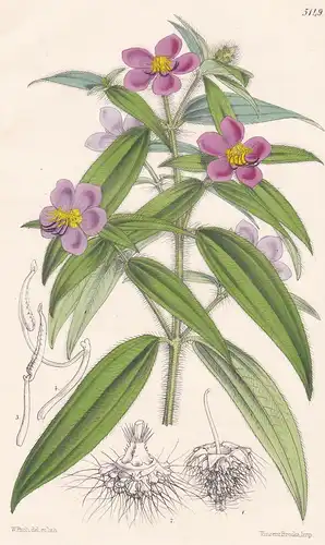 Dissotis Irvingiana. Dr. Irving's Dissotis. Tab. 5149 - Pflanze Planzen plant plants / flower flowers Blume Bl