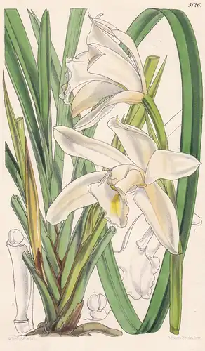 Cymbidium Eburneum. The Ivory Cymbidium. Tab. 5126 - Bengal / Orchidee orchid / Pflanze Planzen plant plants /