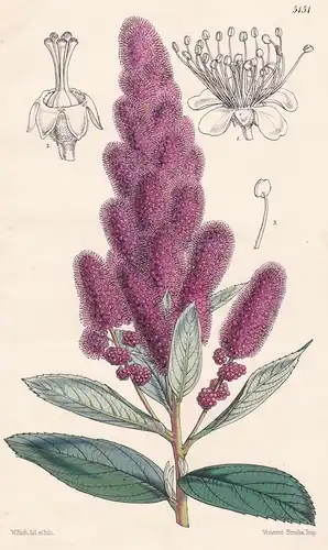Spirea Douglasii. Douglas's Spirea. Tab. 5151 - Canada Kanada / Pflanze Planzen plant plants / flower flowers
