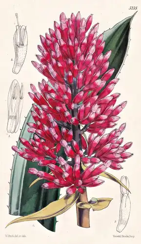 Aechmea Melinonii. Copious-flowered Aechmea. Tab. 5235 - South America Südamerika / Pflanze Planzen plant plan