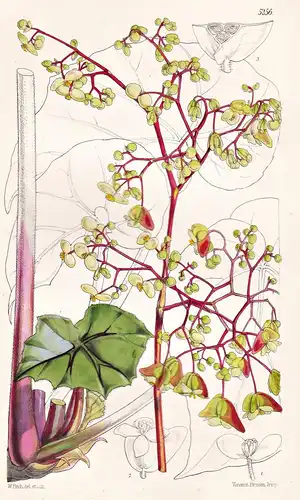 Begonia Glandulosa. Glandular-leaved Begonia. Tab. 5256 - Costa Rica / Pflanze Planzen plant plants / flower f