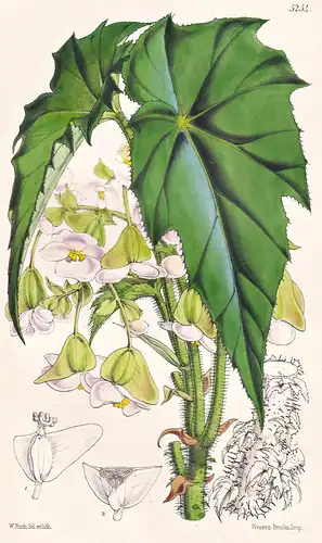 Begonia Phyllomaniaca. Proliferous-stemmed Begonia. Tab. 5254 - Pflanze Planzen plant plants / flower flowers