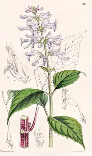 Coleus Inflatus. Inflated Coleus. Tab. 5236 - Sri Lanka / Pflanze Planzen plant plants / flower flowers Blume