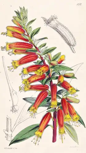 Cuphea Jorullensis. Jorullo Cuphea. Tab. 5232 - Mexico Mexiko / Pflanze Planzen plant plants / flower flowers