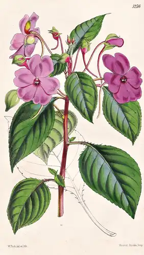 Impatiens Flaccida. Soft-leaved Balsam. Tab. 5276 - India Indien / Pflanze Planzen plant plants / flower flowe